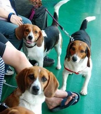 比格犬训练的全面指南（宠物培训专家教你如何让比格犬成为您的最佳伙伴）