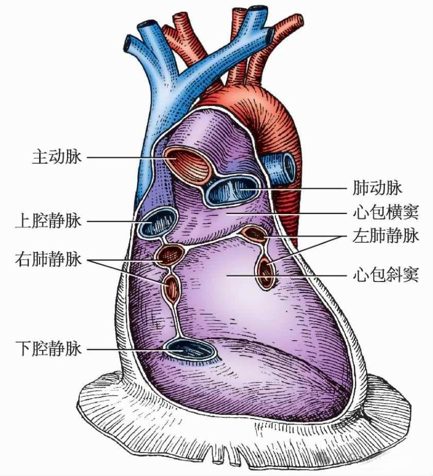 中医解密：三焦的真正含义与作用