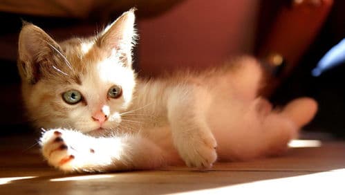 新手必看！养猫前你必须知道的关键准备事项