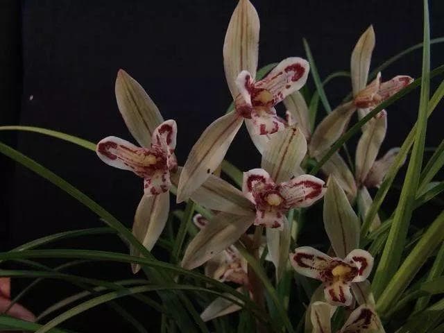 兰花开花小香味淡和这三个原因有关系，做好了花多花大暗香浮动！