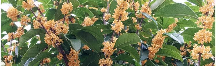 桂花什么品种最好？如何选择最佳桂花品种？