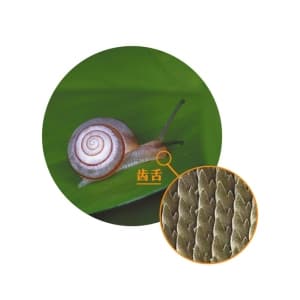 小小的蜗牛竟然是世界上牙齿最多的生物