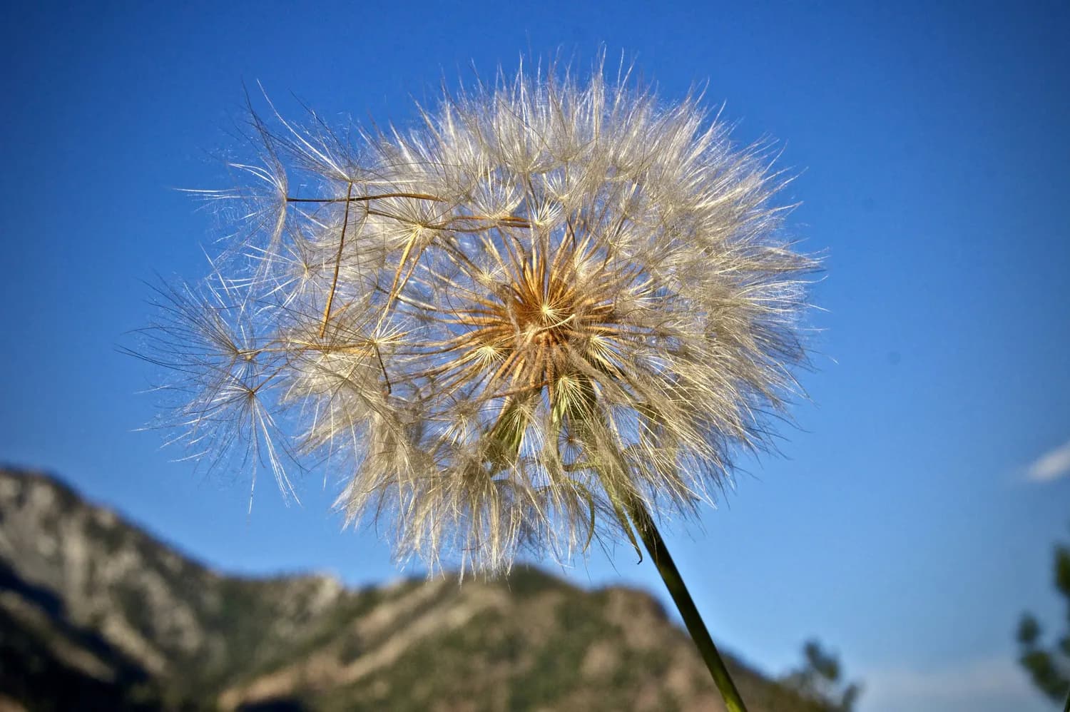 辛芷通窍方：鼻炎患者的福音？