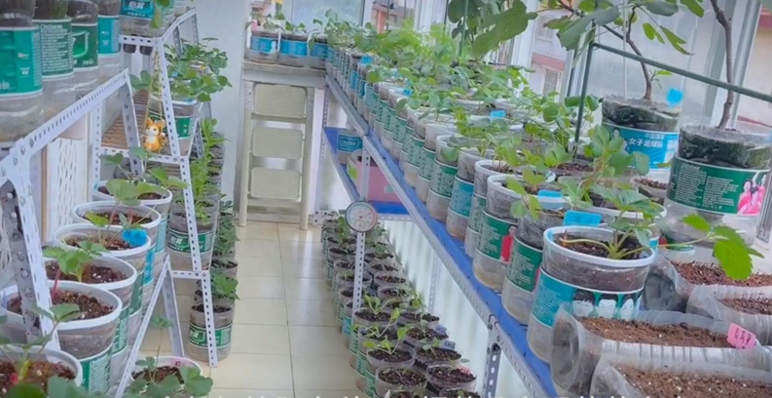 上海一姑娘用200个塑料瓶种草莓走红，实用种植攻略来了