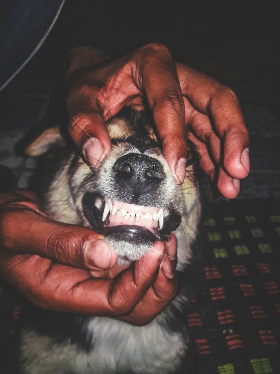 狂犬病疫苗接种指南：保护你我他