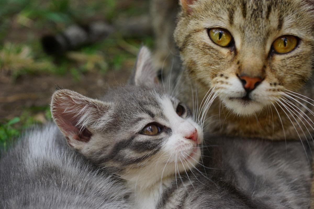 母猫叼小猫换窝：解读猫妈妈的行为与意义
