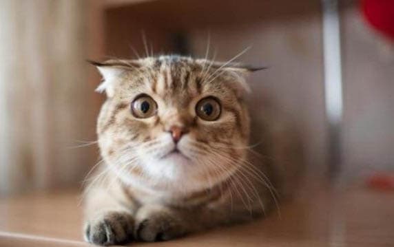 猫咪瞳孔变化的原因及处理方法