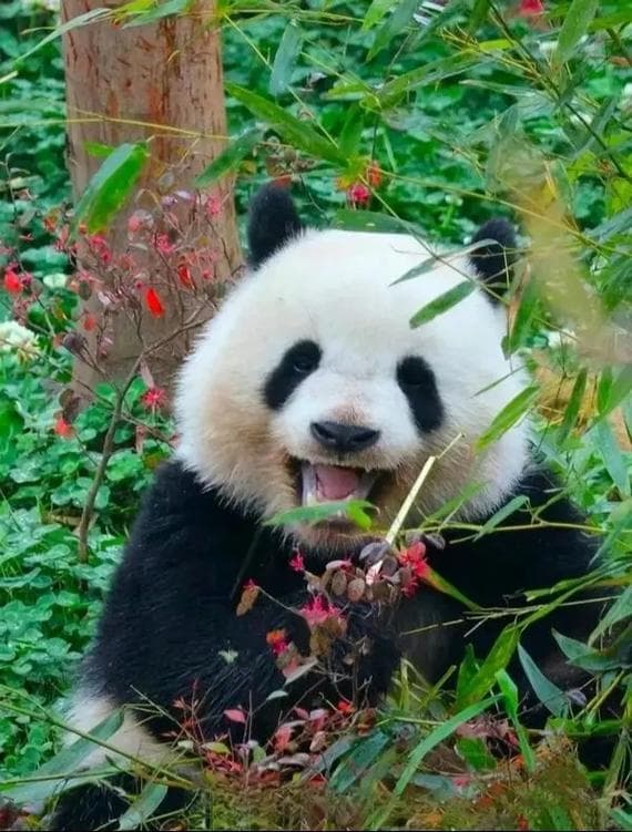 国宝大熊猫体重揭秘：从100克到150公斤的重量级转变