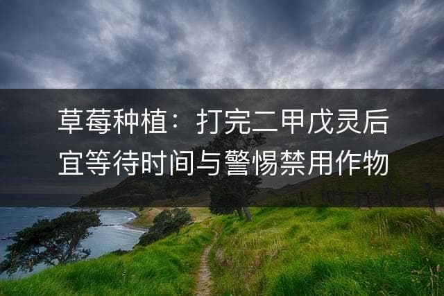 草莓种植：打完二甲戊灵后宜等待时间与警惕禁用作物