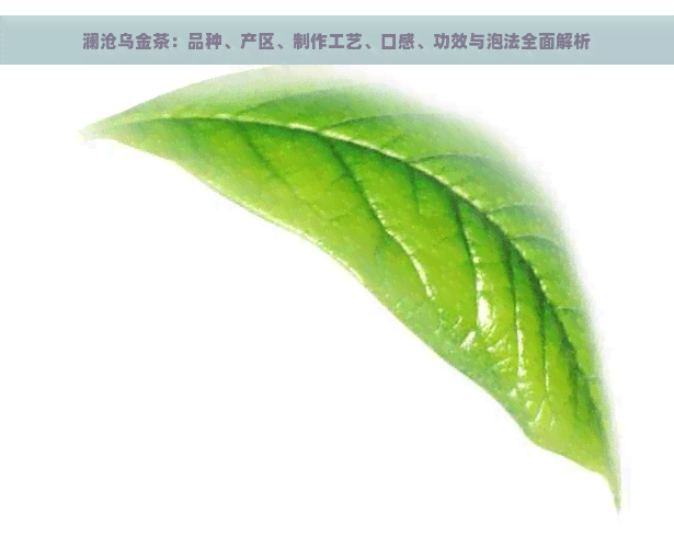 澜沧乌金茶：品种、产区、制作工艺、口感、功效与泡法全面解析