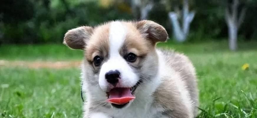 轻松养狗，教会狗狗这5个技能（让宠主不再感到疲累）