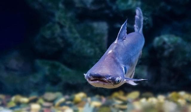白鱼、鲮鱼、罗非鱼、鲶鱼：哪种更适合你的餐桌？