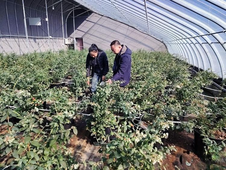 跨越山海的情谊 高原蓝莓绽放幸福年