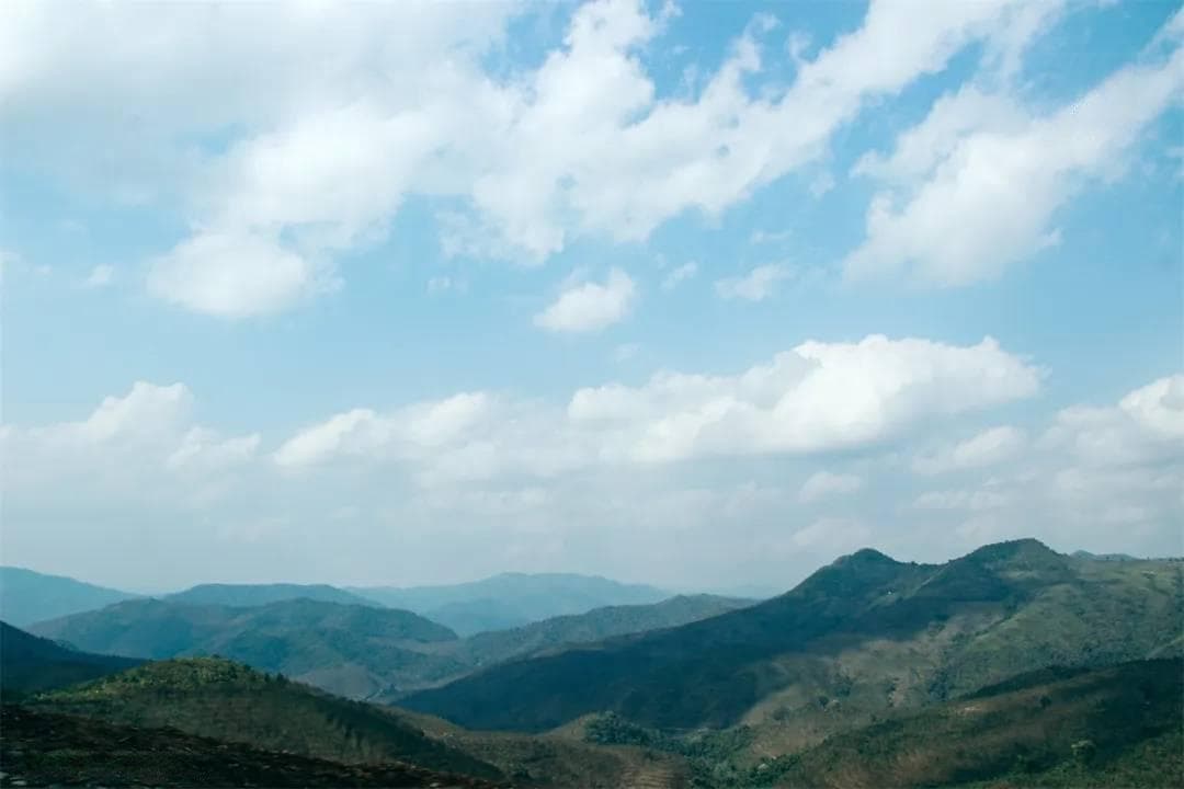 揭秘"高山云雾出好茶"：科学原理与生态环境