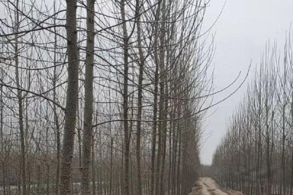 树苗什么时候种植最好？