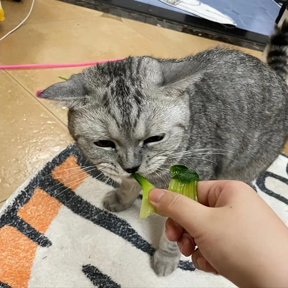 6种对猫咪身体有好处的食物，你喂过几种？