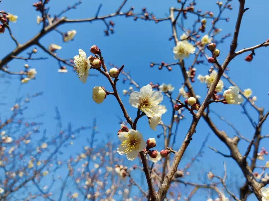 从《霸王别姬》悟领导力：领导力的致命弱点与解决之道