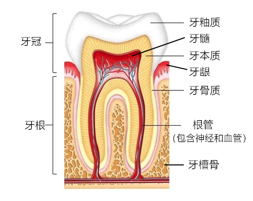 头痛难忍，其原因可能是你拔过的牙