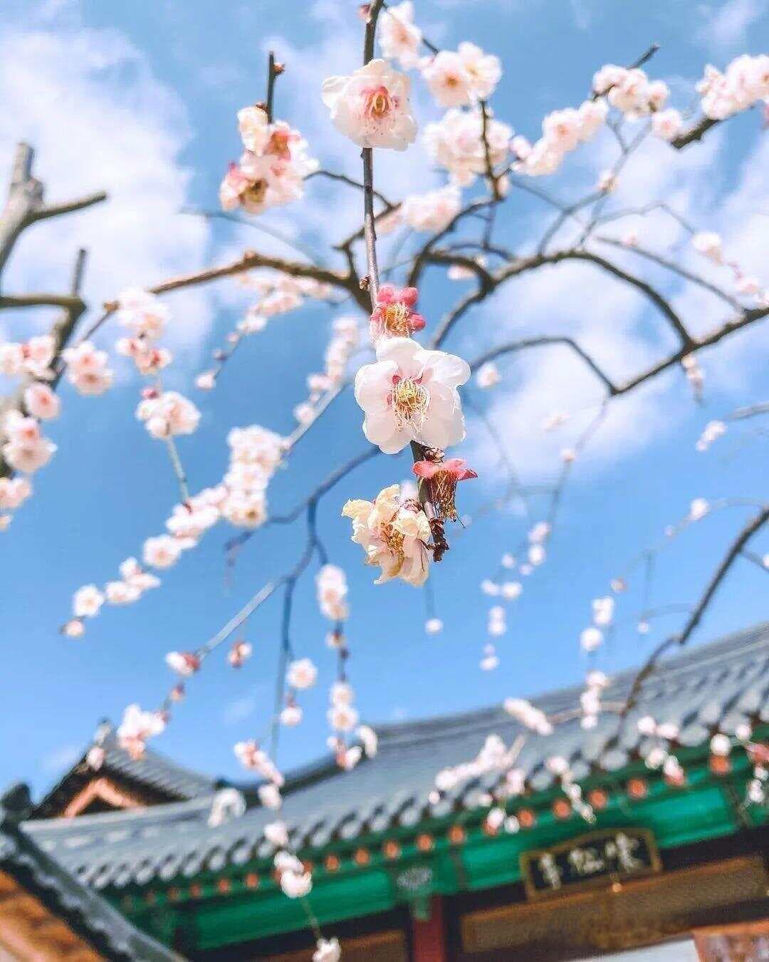 梅花樱花都开了，你会拍吗？来学这5个摄影技巧