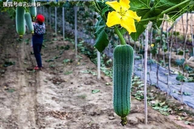 丝瓜种植方法全过程