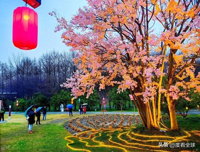 上海樱花节惊艳升级！夜樱观赏区浪漫来袭，错过等一年！