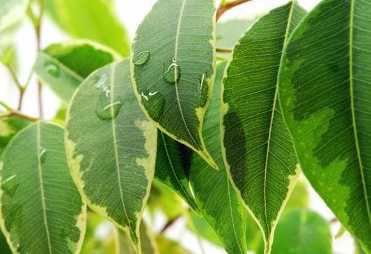 杜仲：补益肝肾的传统中药，从炮制到食用全指南