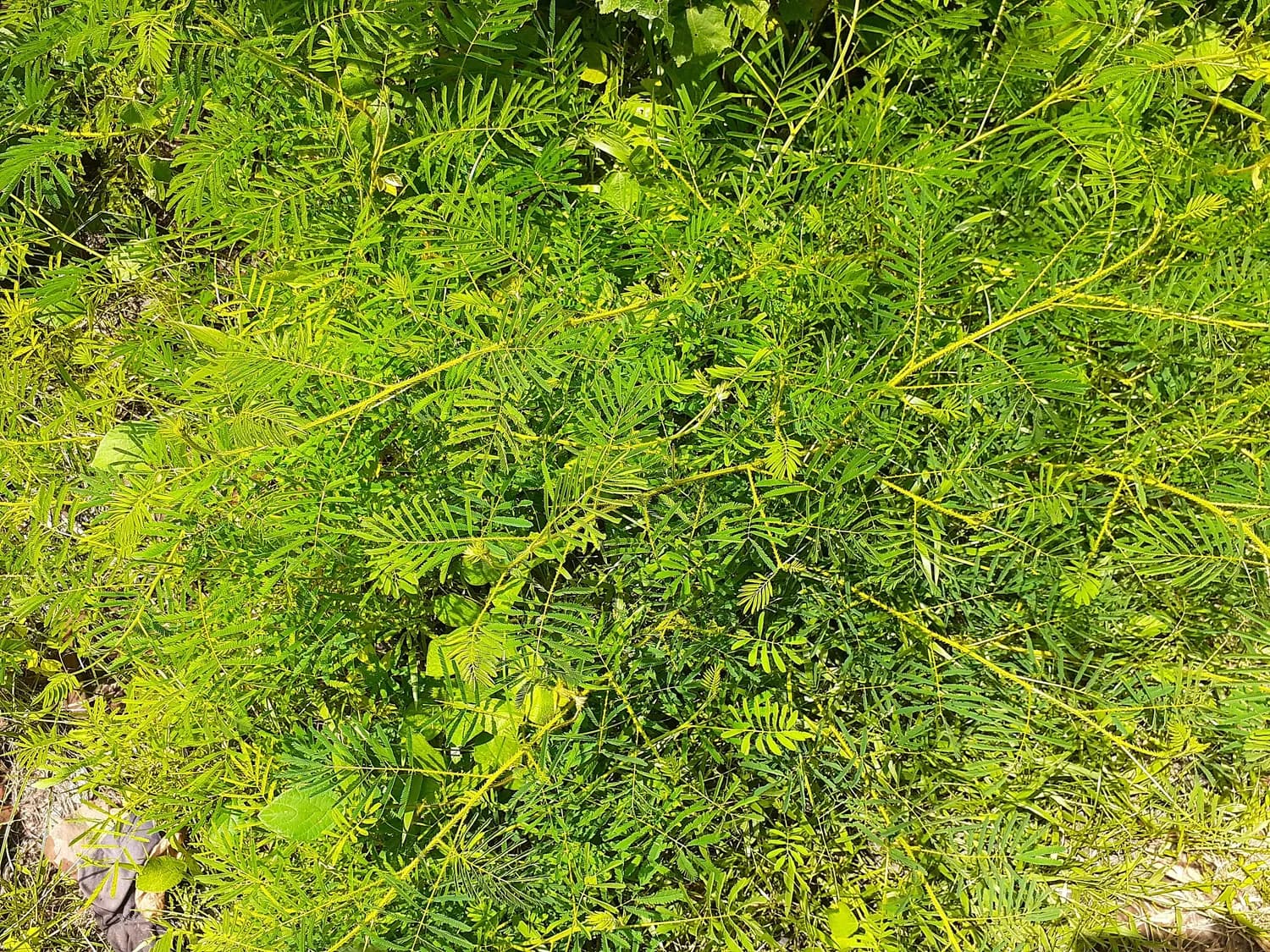 现代医学教你彻底告别“头虱君”