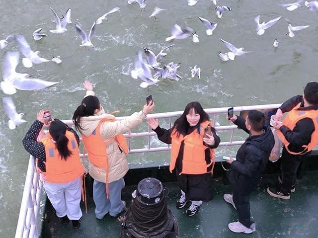红嘴鸥成为三门峡春节旅游新亮点