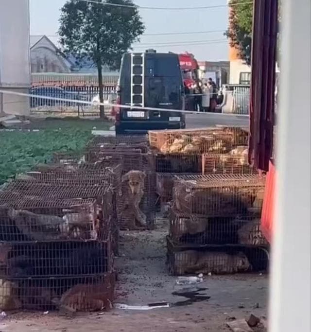 河南驻马店截停载有500多条狗货车，志愿者质疑检疫人员动作粗暴