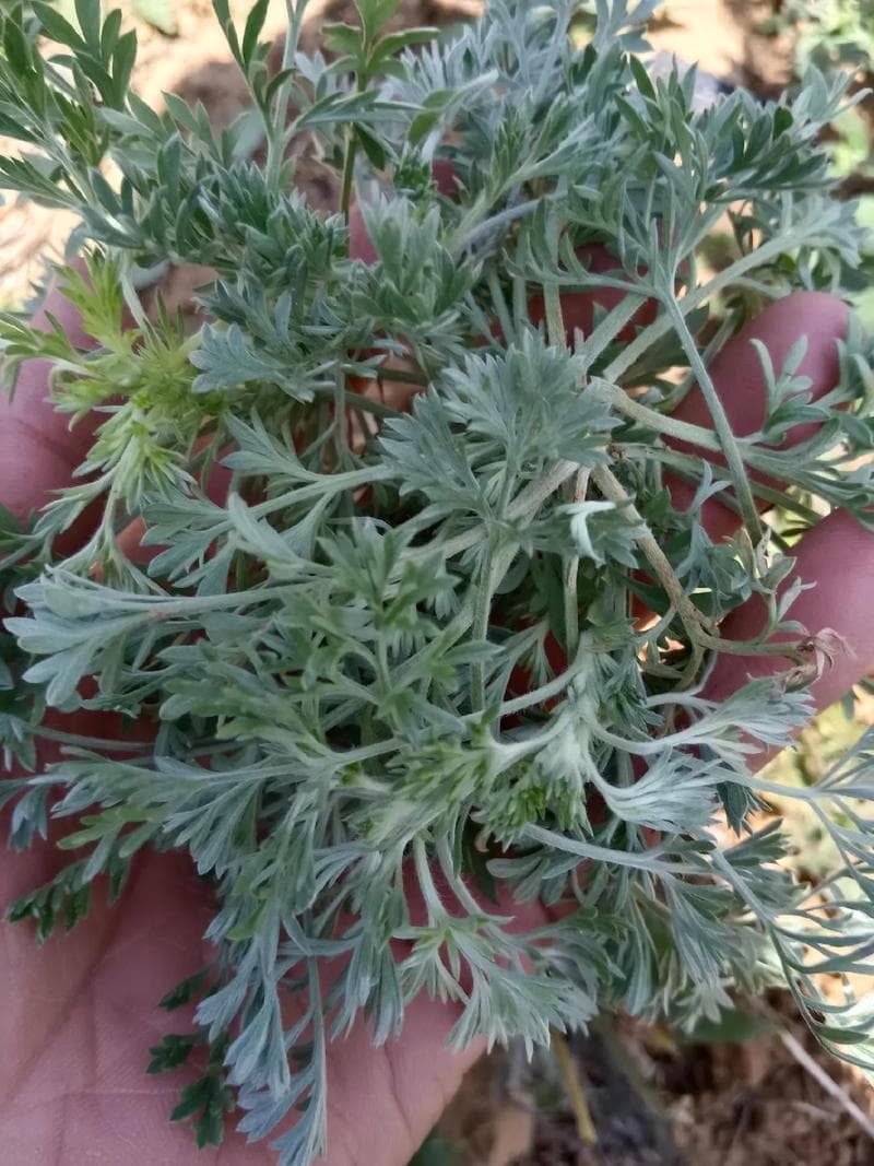 茵陈的功效与作用使用，茵陈有什么功效？
