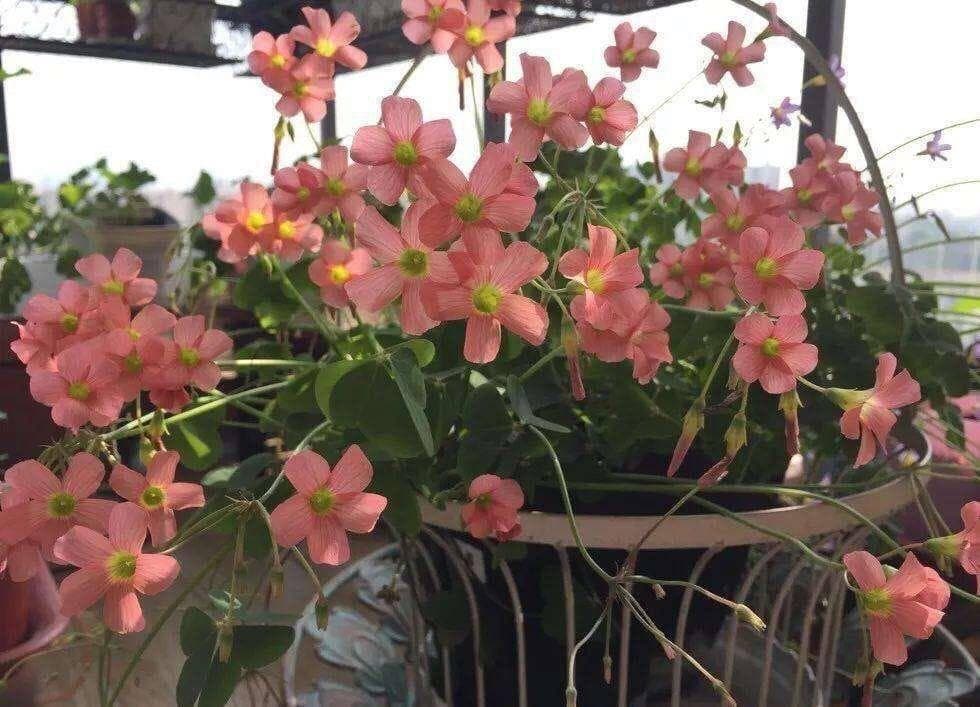 南阳台适合养什么花？这“3种”，耐寒耐热，五颜六色，美成花园