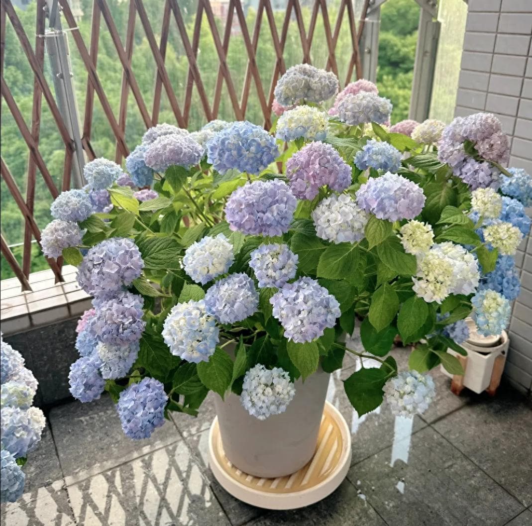 花友都被骗了，这才是绣球花过秋的正确方法，多晒、增温都是胡说