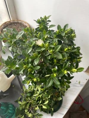 栀子花花开完后怎样修枝？如何修剪栀子花