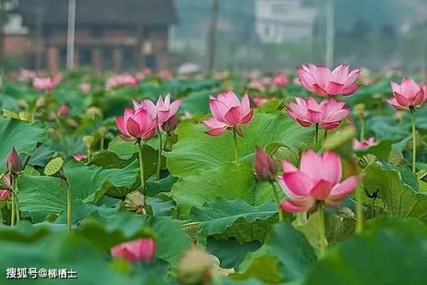 荷花定律、竹子定律、金蝉定律：自然界中的三个生存智慧