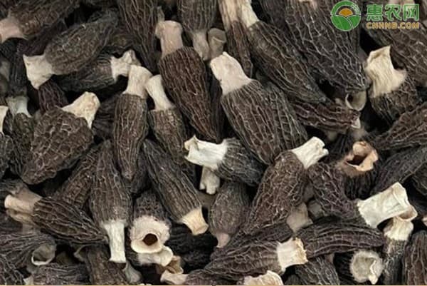 云南菌子几月大量上市？