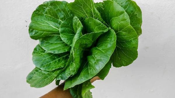 我们吃的油菜和油菜花的油菜