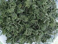 人参花的功效与作用