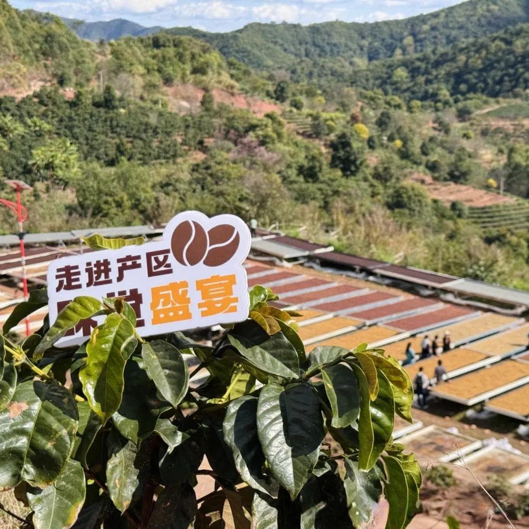 云南寻咖之旅：探索咖啡的奇幻之旅