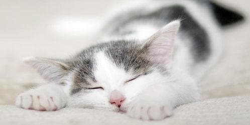 观察猫咪异常行为，及时就医诊断。