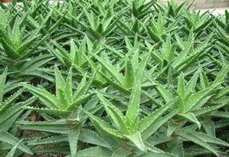 中药材芦荟的功效与应用