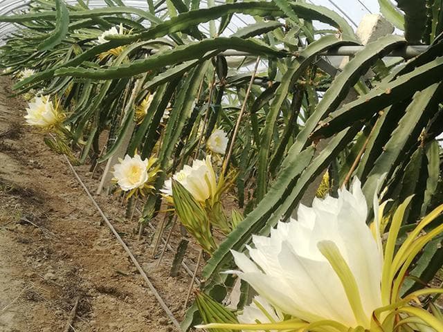 火龙果什么时候种植最好