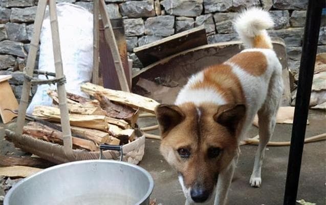 中华田园犬：中国农村的骄傲