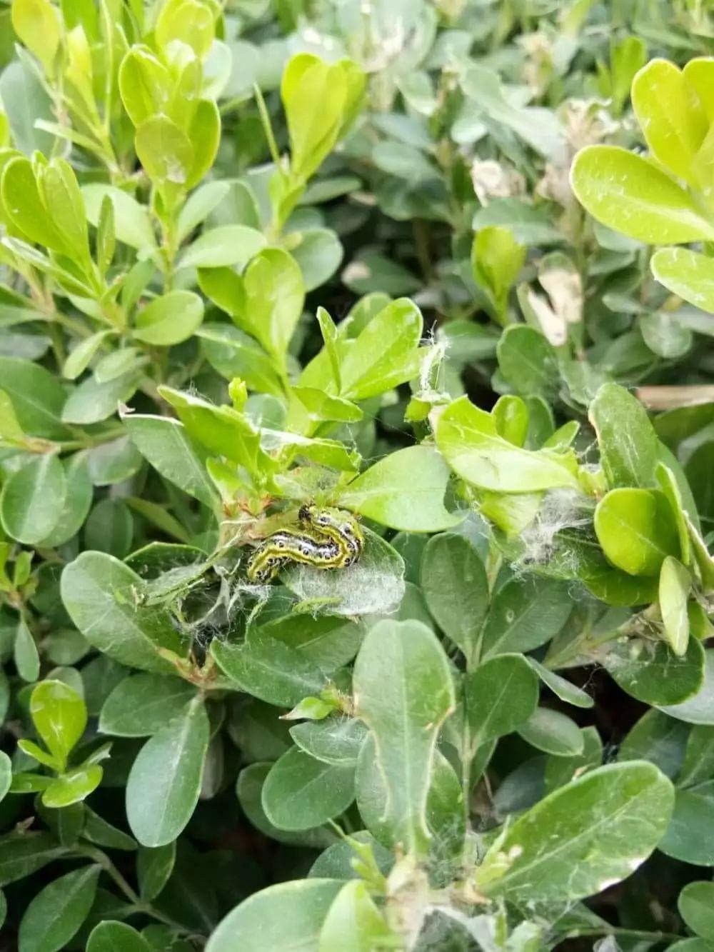 绿化苗木常见食叶害虫识别与防治指南