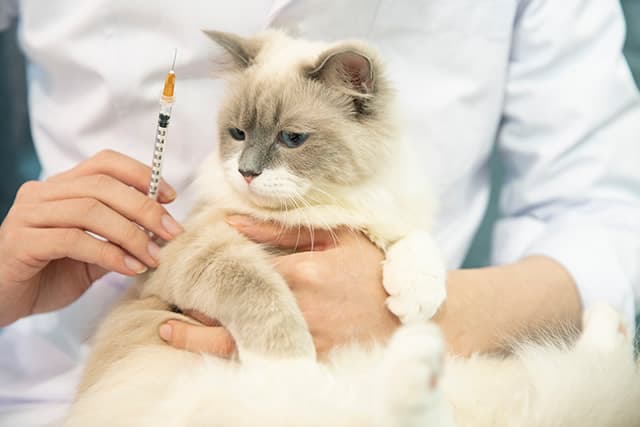 宠物服务包括哪些？宠物服务项目及费用大全