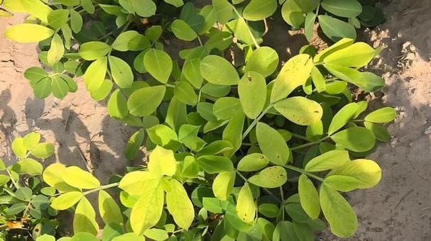 花生黄叶问题解决：原因分析与应对策略