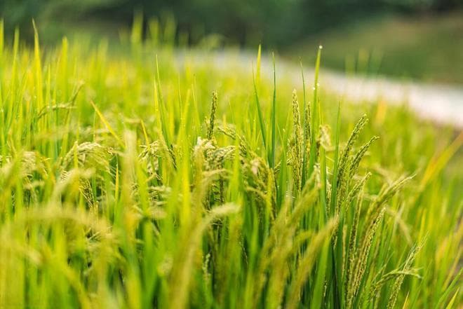二十四节气：自然的韵律，文化的瑰宝