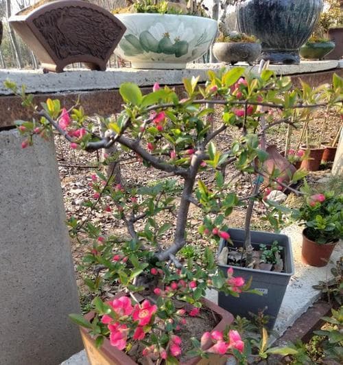 海棠花：-10℃也能绽放，传统名花的多重价值