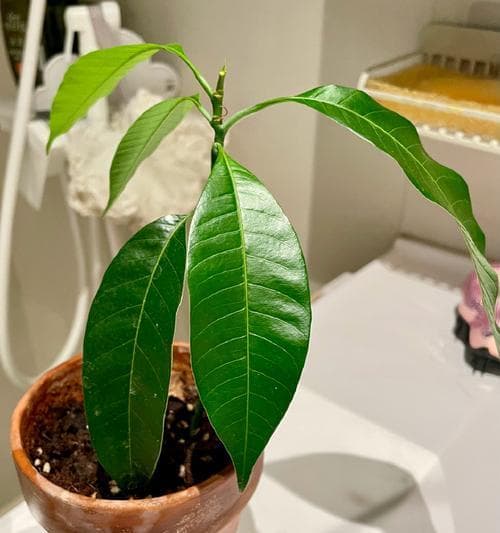 芒果核可以种吗？（探究芒果核的发芽和种植方法）