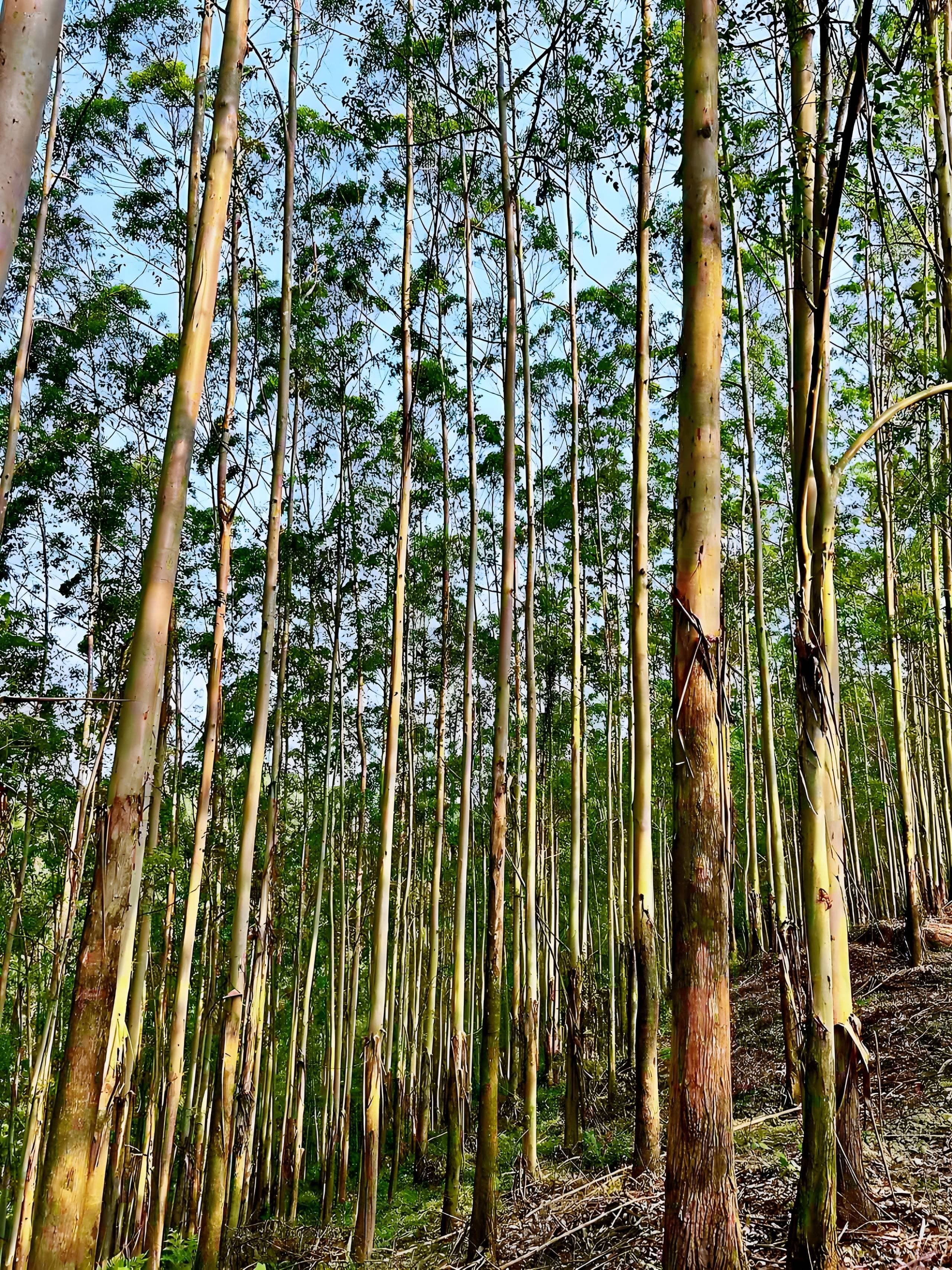 桉树种植踩过的坑，坑坑都是泪！