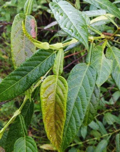 葫芦茶：一种常见的中药材
